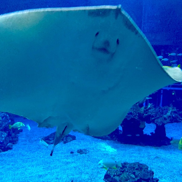 Meet your Posher - Picture 1 of 1